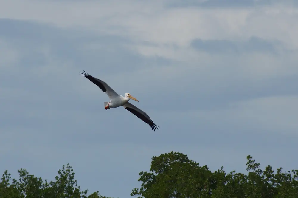 Foto 6 zu Wildlife